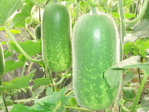 网红吃瓜爆料大全怀孕,揭秘娱乐圈怀孕大事件 第1张 网红吃瓜爆料大全怀孕,揭秘娱乐圈怀孕大事件 第1张